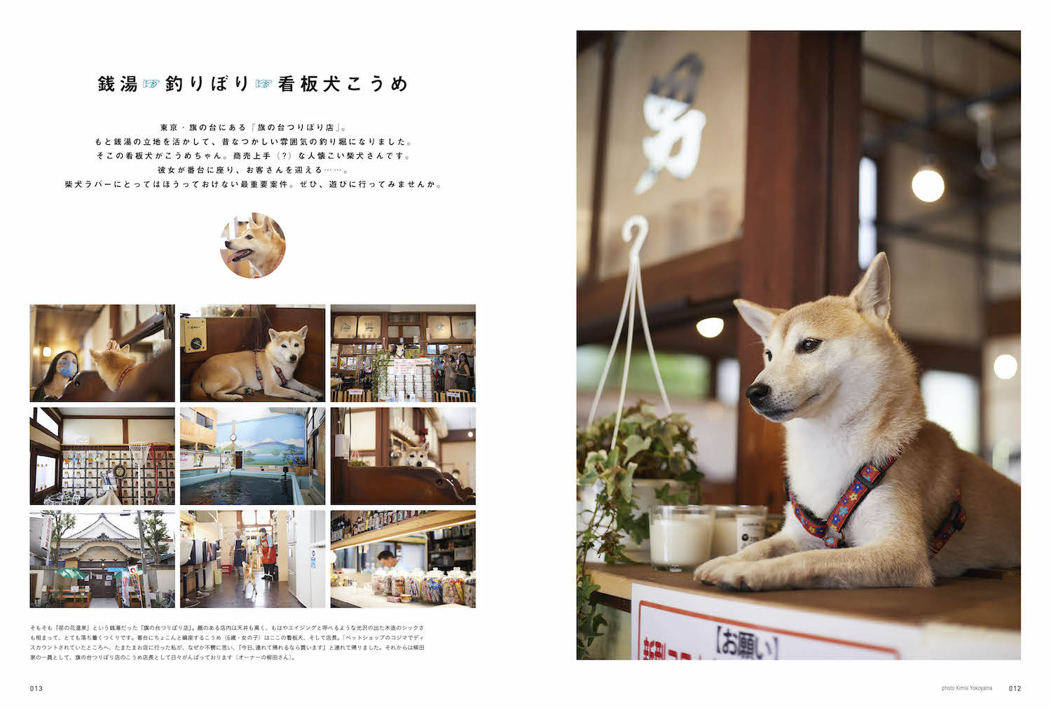 柴犬ライフ 秋号2020』〜柴犬の正論〜 vol.4 – 柴犬ライフ ストア